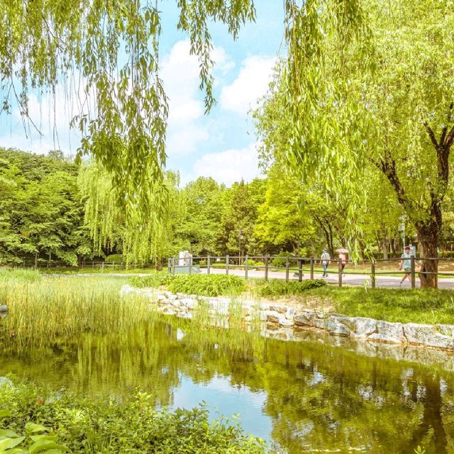 [서울] 여기 한국이야? 5월의 용산공원풍경
