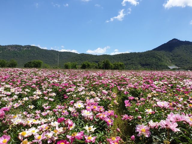 한천리 작약밭