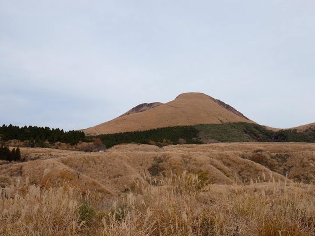 熊本縣必去打卡黃澄澄的草原美景📸️📸️📸️