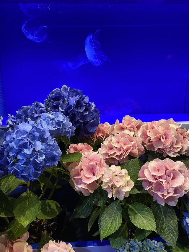 江ノ島　暑い夏に涼しいデートを🐟💓【新江ノ島水族館】