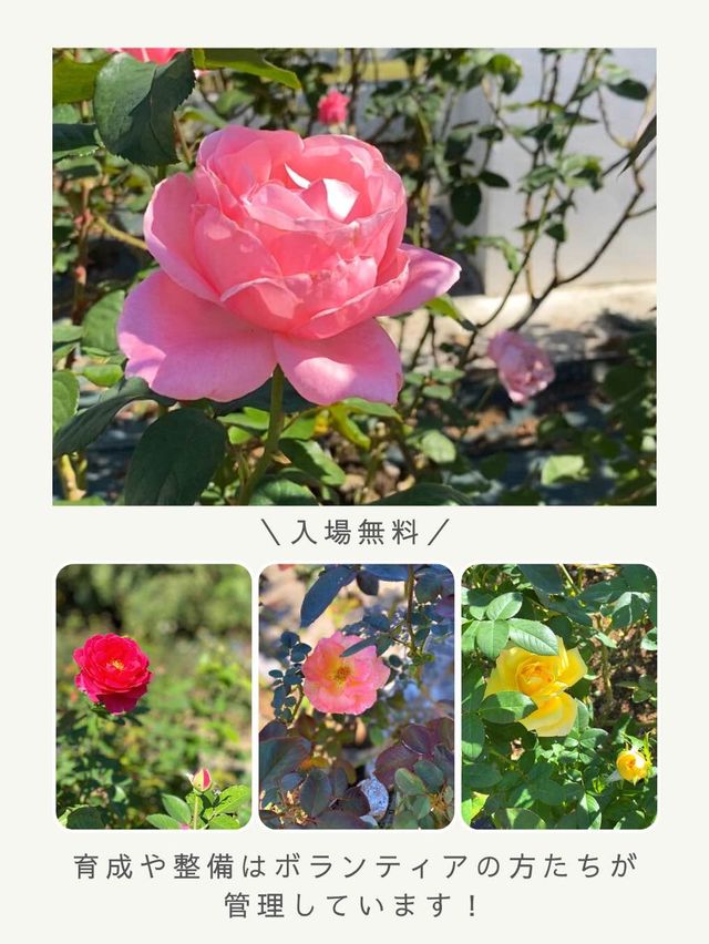 【川崎・生田緑地】秋のばら苑