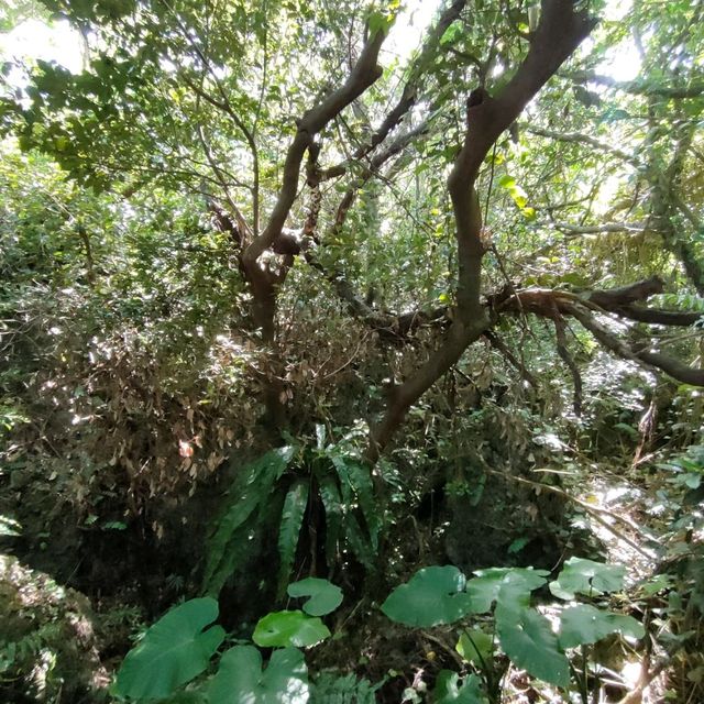 【沖縄 八重瀬】ホロホローの森✨✨🍁