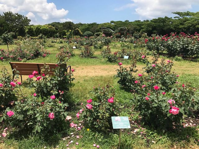 日本海之中道海濱公園花花世界