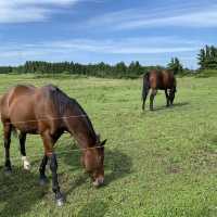 제주도 말을 바로 앞에서?! 성이시돌 목장🐎🌴