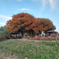 Haneul Park in Autumn 