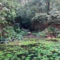 気軽に自然を感じられるパワースポット　ペナン植物園