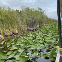 Everglades, Orlando