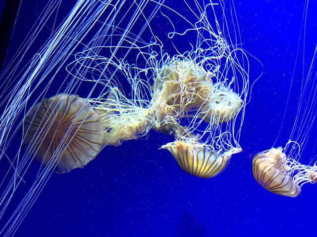 Amazing day at Georgia Aquarium 