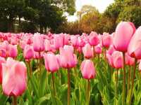 Shanghai Flower Port - Tulip Festival 