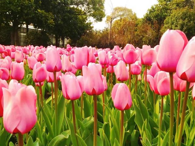 Shanghai Flower Port - Tulip Festival 