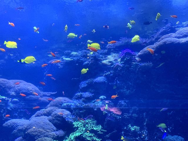 Amazing day at Georgia Aquarium 