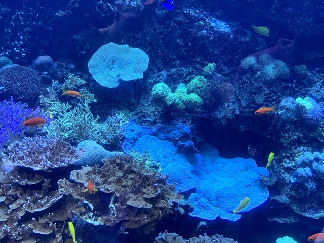 Amazing day at Georgia Aquarium 