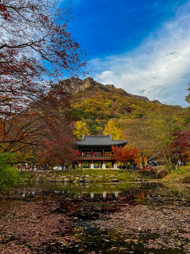 단풍 명소, 장성 백양사