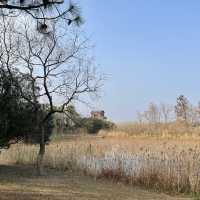 Dongtan Wetland Park, Chongming