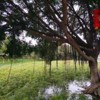 Guanlan Wetland Flower Park