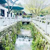 Hangzhou Longjin Tea Plant 🍃 