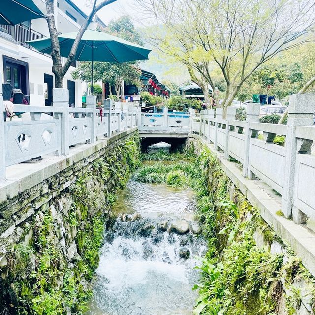 Hangzhou Longjin Tea Plant 🍃 