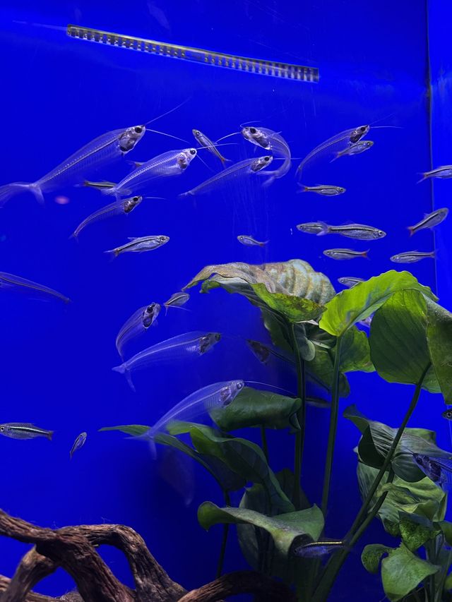Day at the Shanghai Ocean Aquarium 🐠 