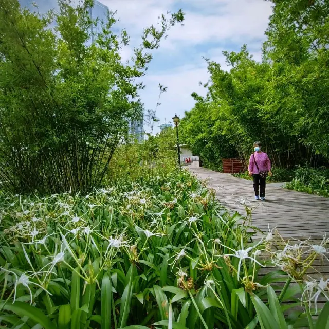 Sunday walk in Shenzhen Central park