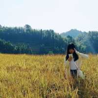 Golden Rice Terraces Oujia Village, Taibao Town, Lianshan, Yao Autonomous County, Qingyuan