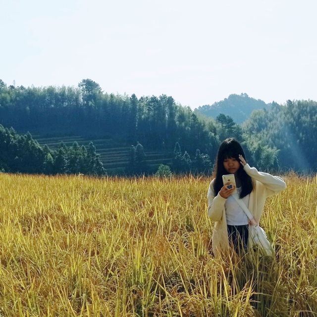 Golden Rice Terraces Oujia Village, Taibao Town, Lianshan, Yao Autonomous County, Qingyuan