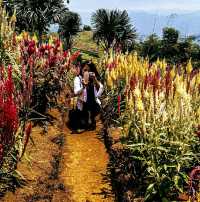 Flower Farm in Cebu City, Philippines