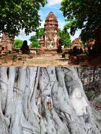 The tree embracing Buddha's head, one of the seven wonders of Thailand.