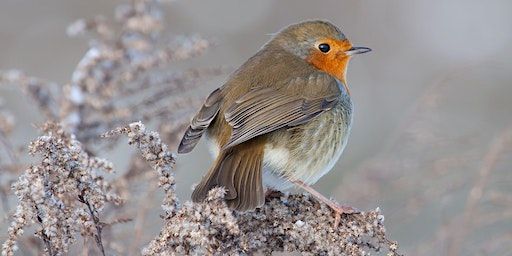 Wellesley Woodlands Winter Wildlife Walk | Wellington Statue Car Park