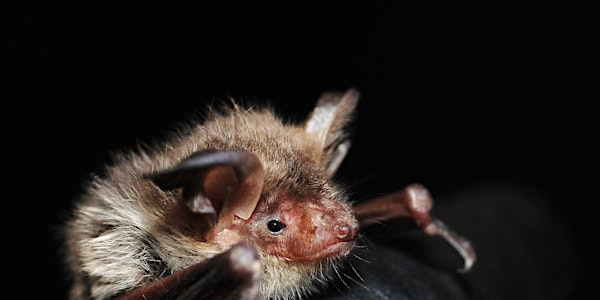 Bats for beginners Talk and Night Walk - Woolley Firs, Maidenhead, Tuesday 9 September | Woolley Firs Environmental Education Centre