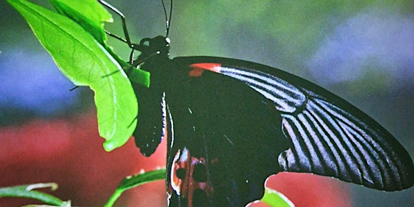 BUGS! A Rainforest Adventure | Market Hall