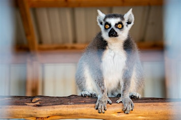 Lemurs and Wine: Meet the Lemurs and Enjoy Wine! | Grapetown Vineyard & Farm