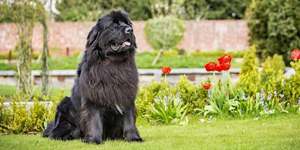 Breakfast with your Pet | The Astbury Golf & Lodge Resort