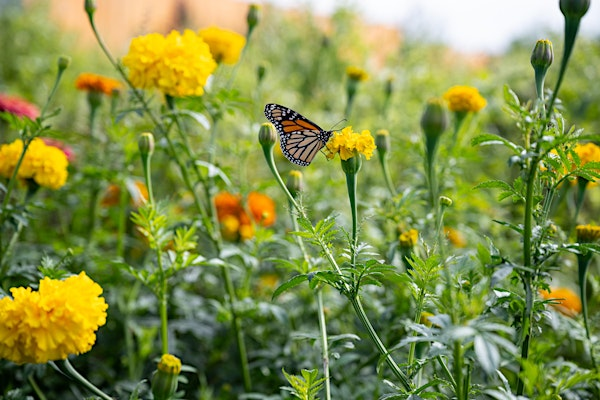 Herbal Wisdom Immersions | South Chicago Farm