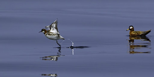 9th ANNUAL GREAT PELAGIC BONANZA - 2025 | Seal Cove