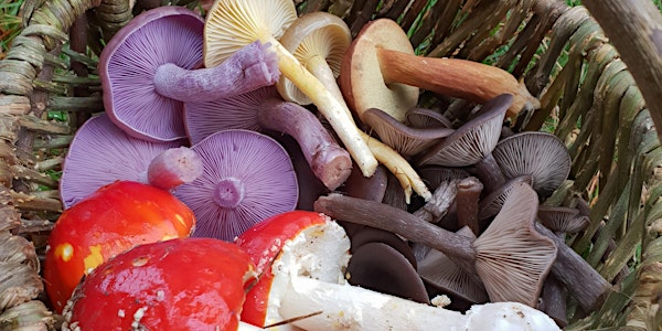Fungi Identification (beginner and intermediate) | I love mushrooms