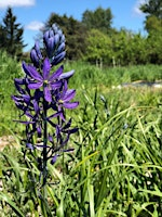 Indigenizing Restoration- April 2026 | Clackamas Community College Environmental Learning Center (ELC)