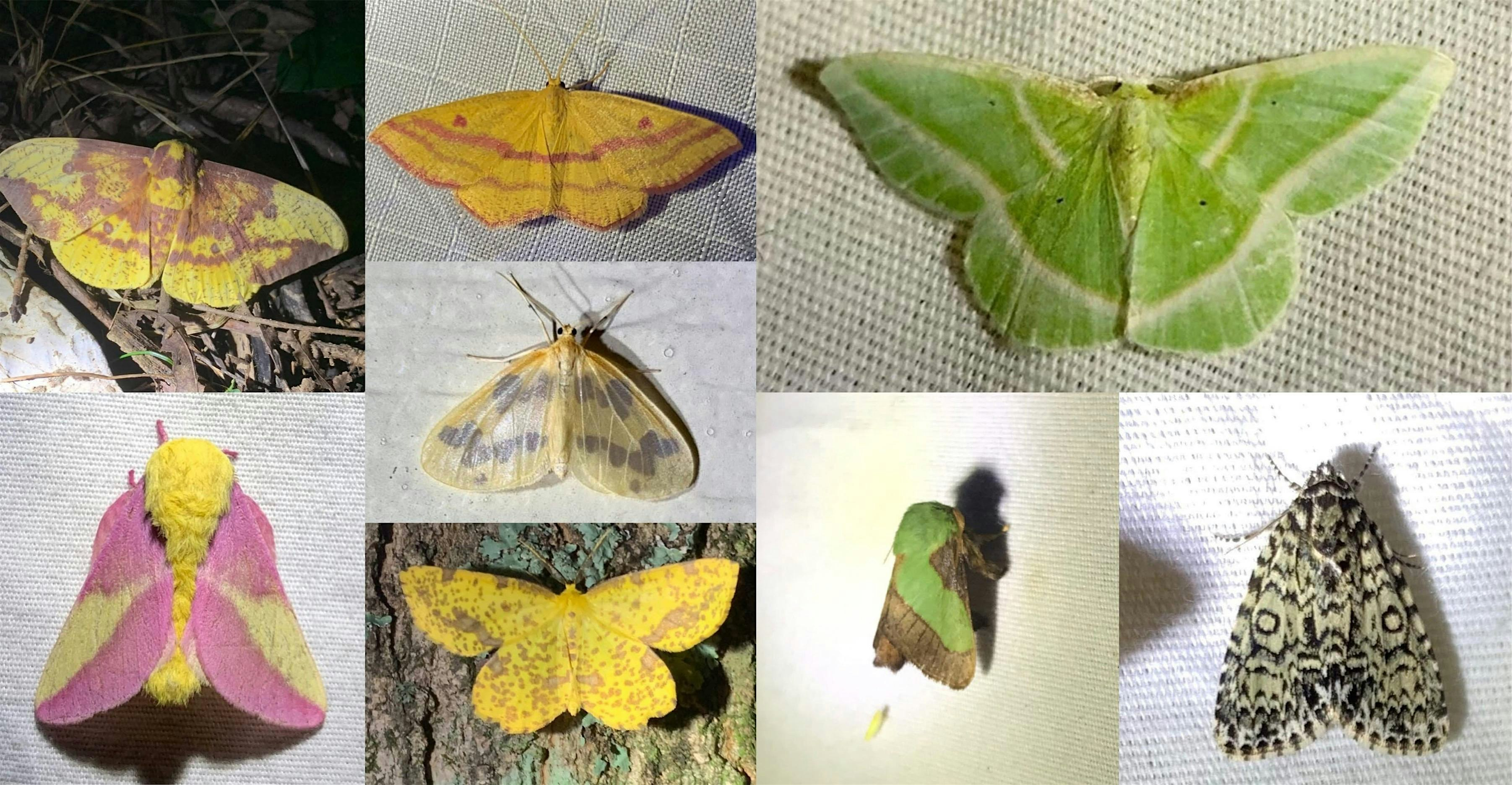 Moth Night | Floracliff Nature Sanctuary