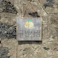 제주갬성하면 귤, 포토존 귤밭상점