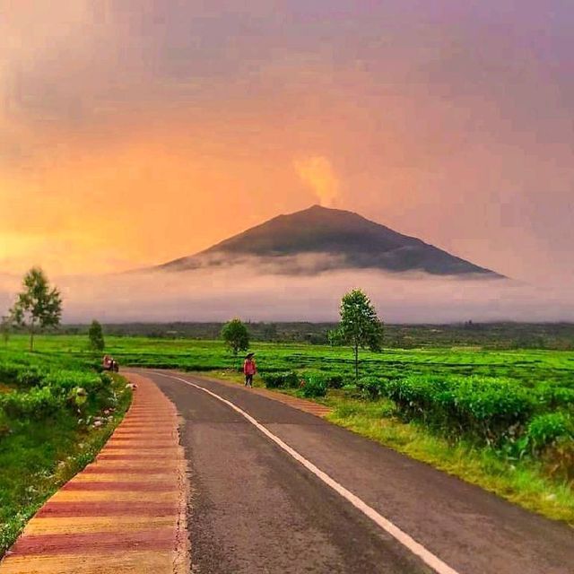 KAYU ARO TEA GARDEN, JAMBI