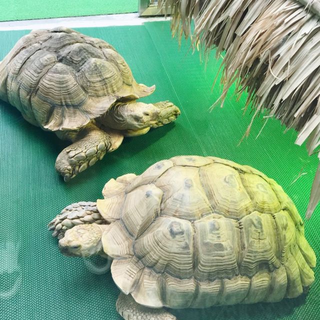 屯門公園爬蟲館