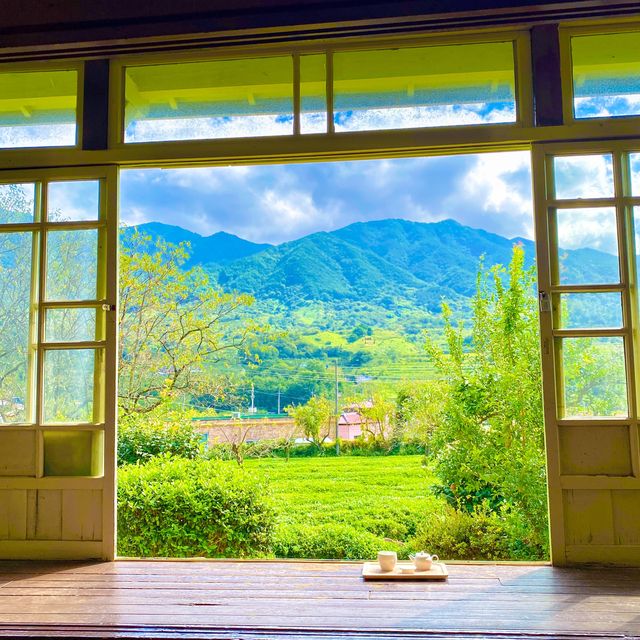푸르른 녹차밭 뷰 , 하동 매암제다원🌿