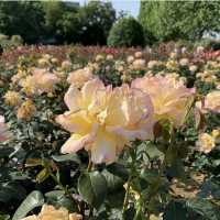 Zijing Park - International Rose Garden