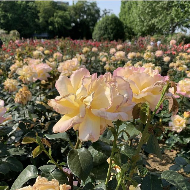 Zijing Park - International Rose Garden