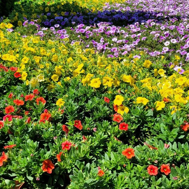 賞花好去處 ～ 中山紀念公園 