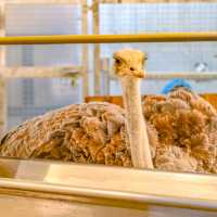 冬の円山動物園・キリン館の1階