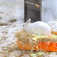 円山動物園のドサンコの森のウサギエリア