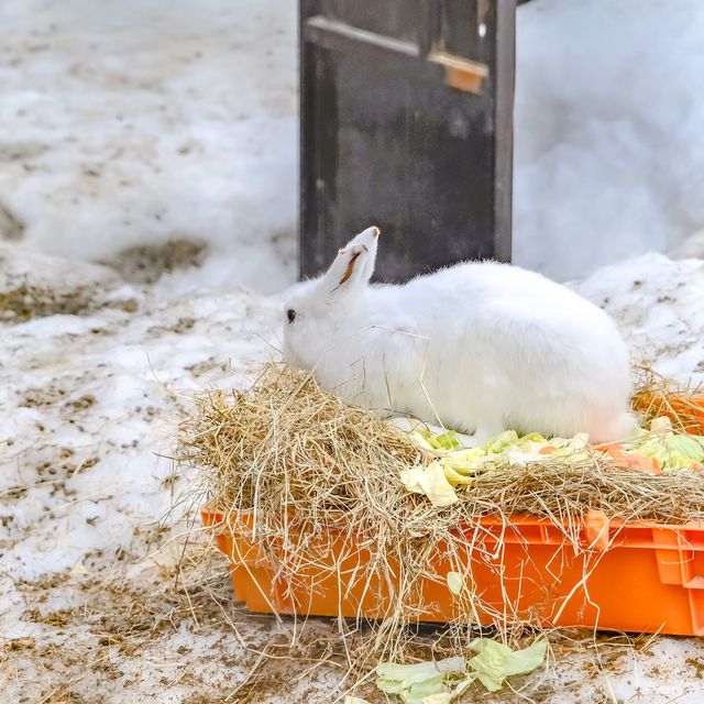 円山動物園のドサンコの森のウサギエリア