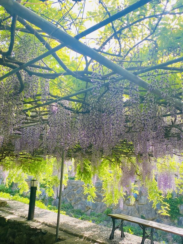 보랏빛 등나무꽃 터널을 만날 수 있는 곳💜