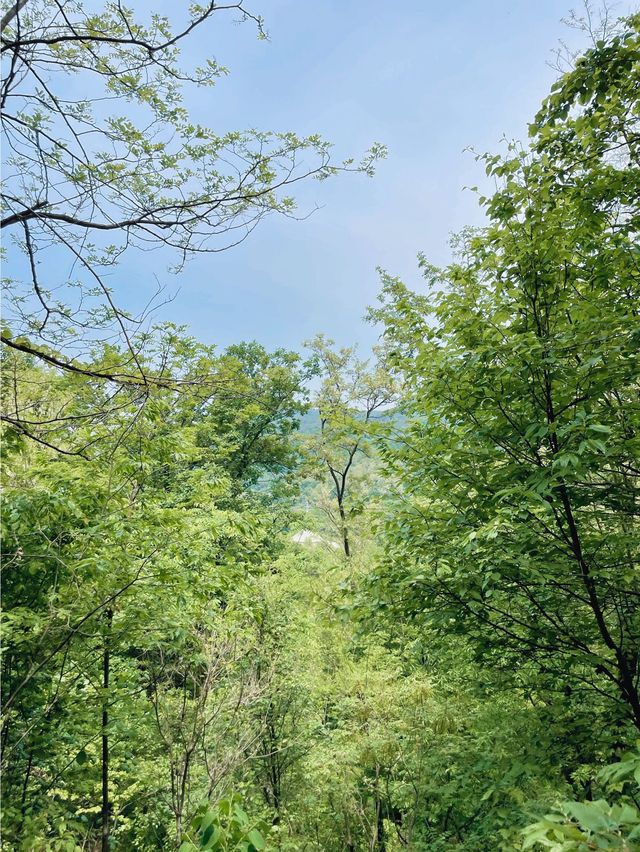 서울대공원 산림욕장 청계산 등산🙌