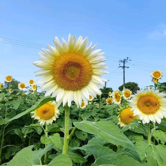 因為VanGogh愛上向日葵🌻